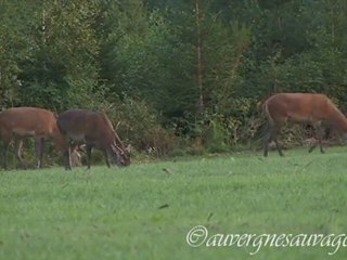 Cerfs au gagnage comme tous les soirs