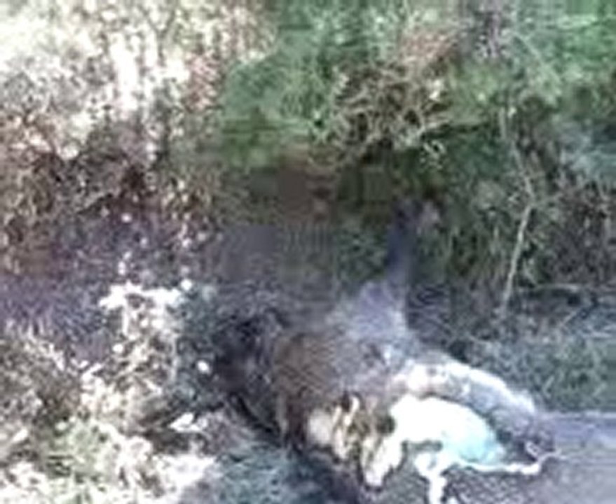 Video006