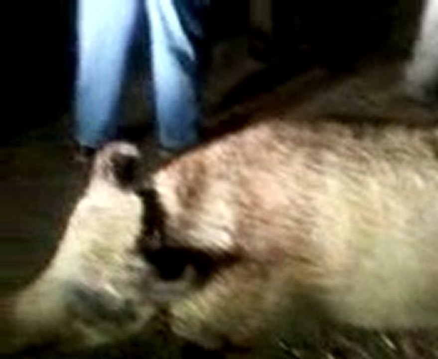 Video055
