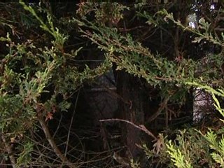 Argument grows over neighbour's trees