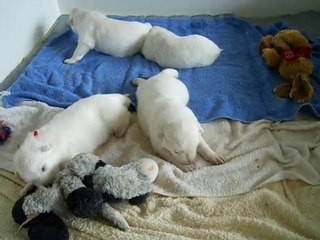 Les poussins ont ouvert les yeux... Premiers jeux :-)