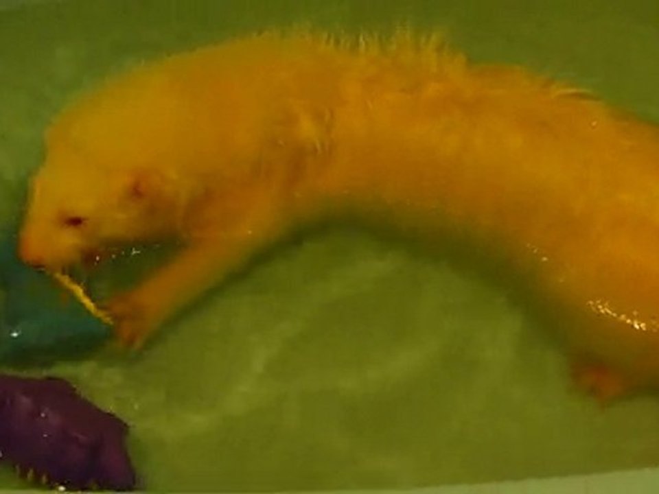 Skyzo et ses nouveaux joujoux de bain