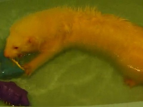 Skyzo et ses nouveaux joujoux de bain