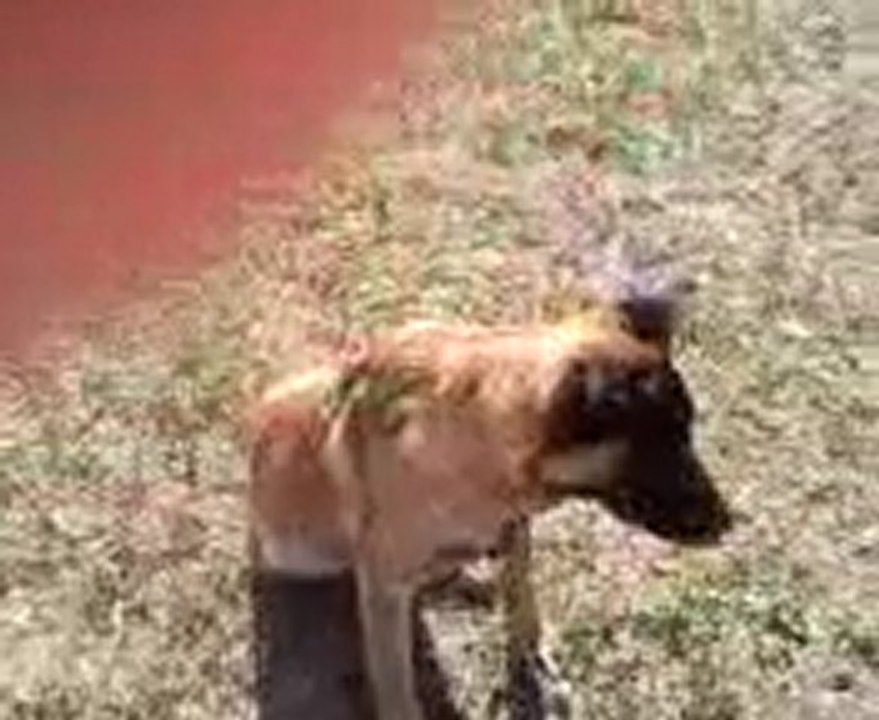 First et freud 7 mois