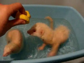 Clepto et Skyzo au bain