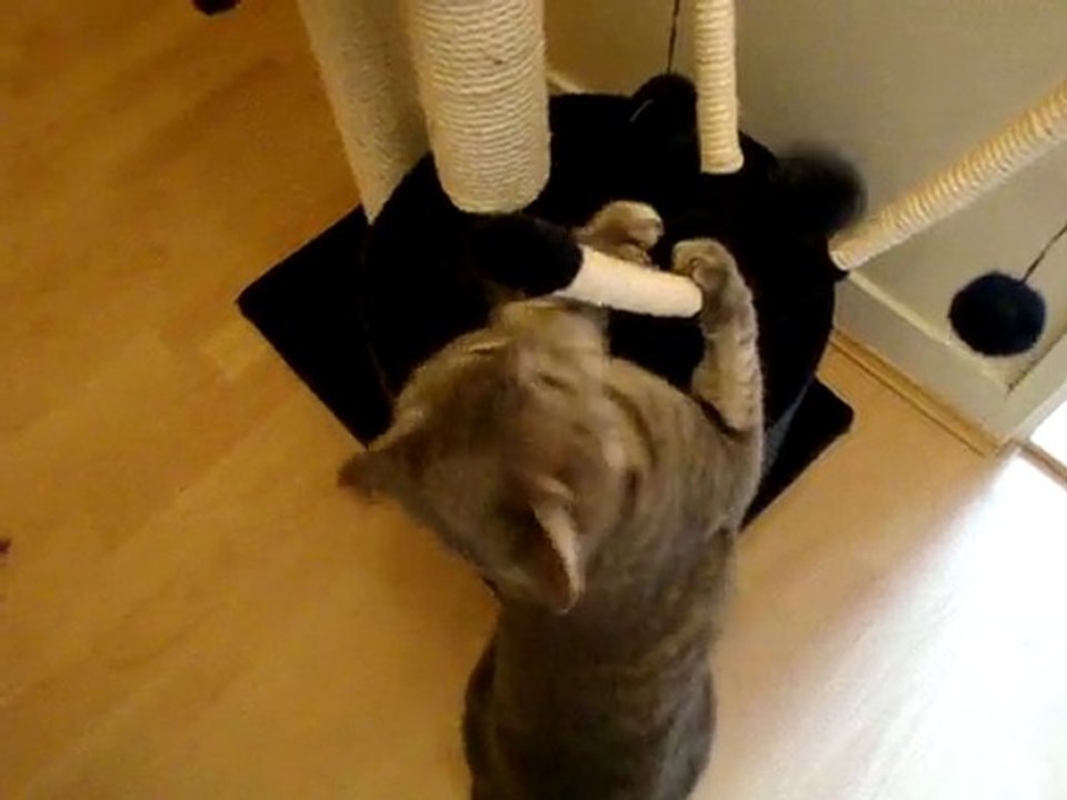 crazy cat II