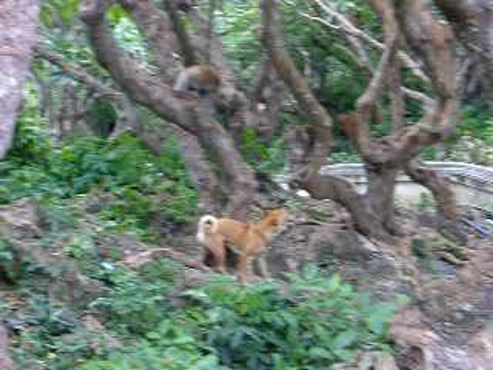 Monkey VS Lassie