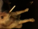 chien fumeur de cigarette - vidéo fun