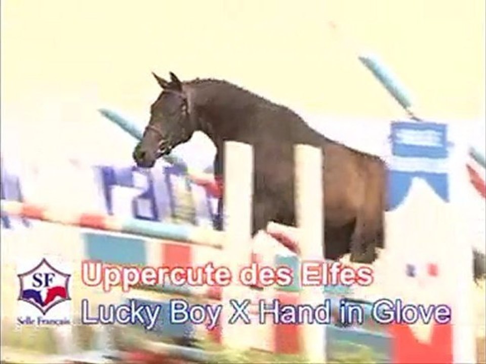 Uppercute des Elfs
