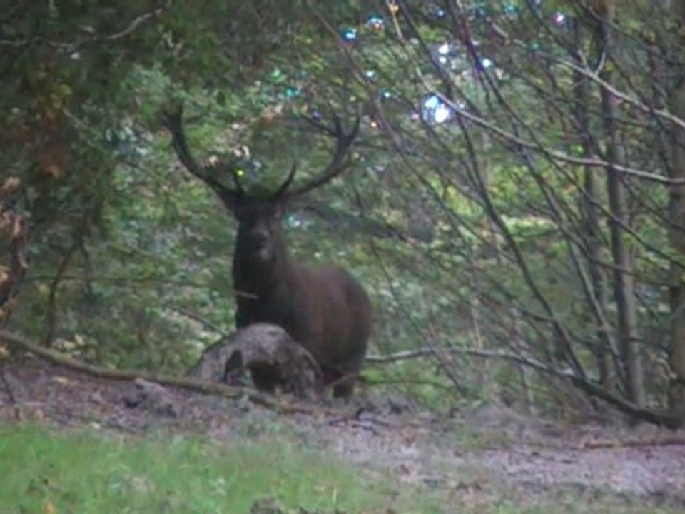 le brame du cerf en septembre 2009,amateur