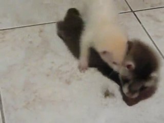 blackout et le papillon de nuit