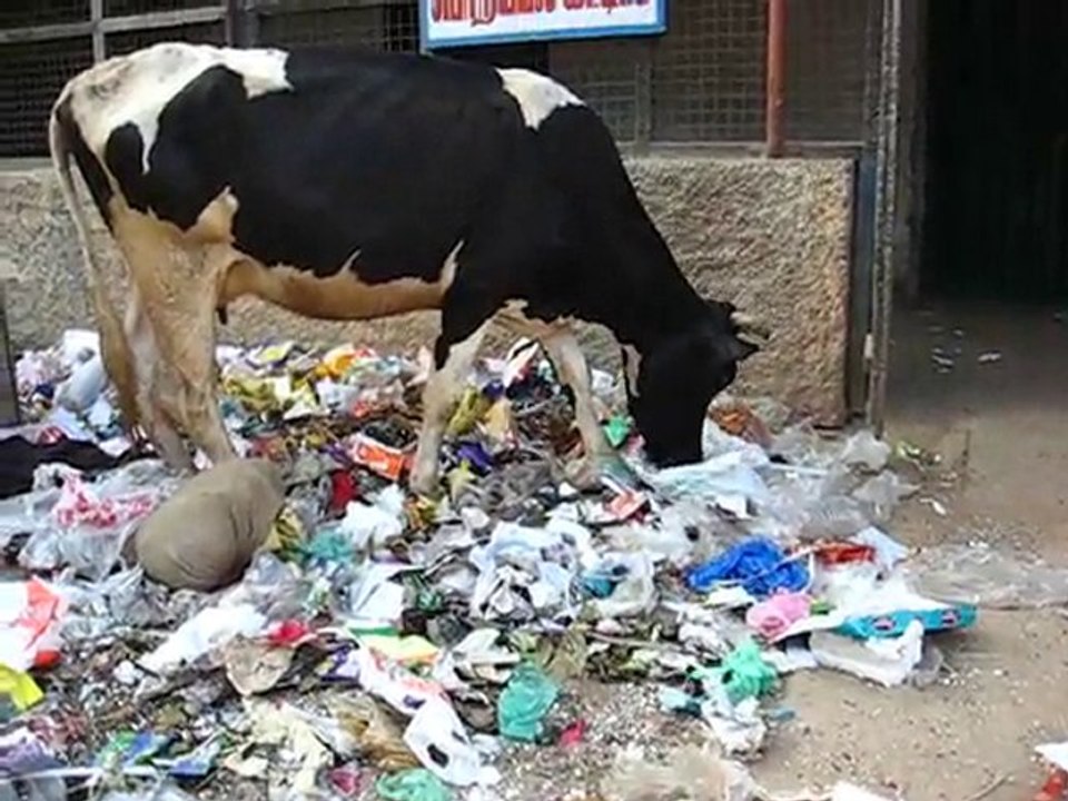 Pauv' vache !