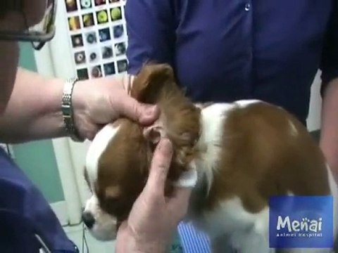 Menai Vet - Dog Ear Clean