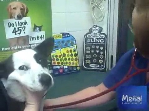 Bangor Vet - Dog Blood Pressure Test