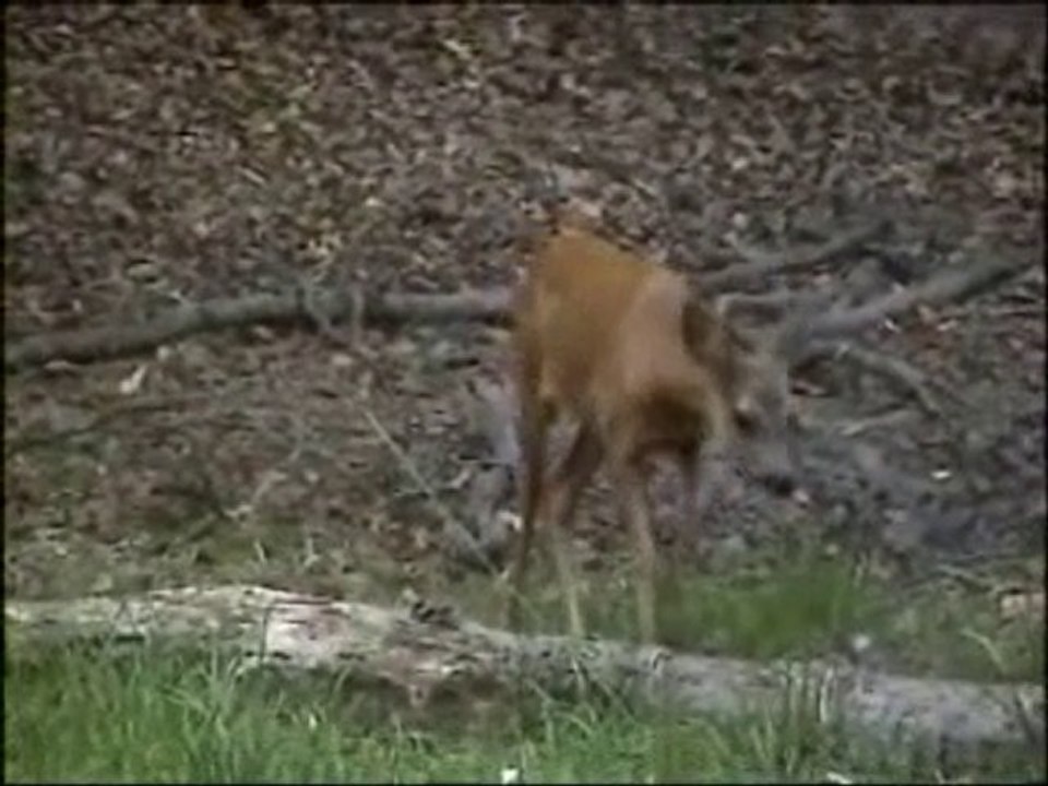 Chevrettes dans les bois