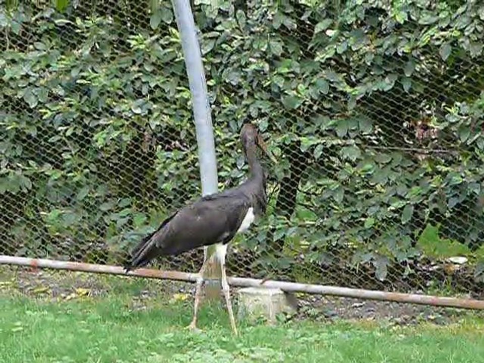 Francastel : l'envol de la cigogne noire