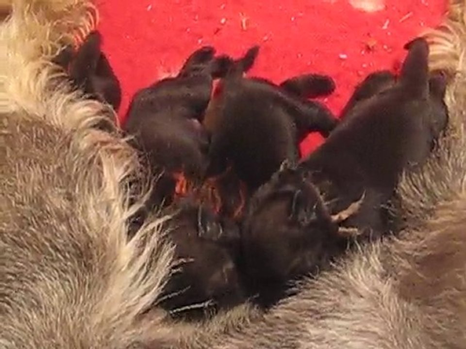 Ckexa et ses chiots