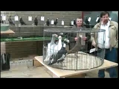 bağdadı güvercin festivali 1 guvercinrehberi.com