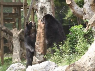 Zoo de Maubeuge : Bagarre chez les ours à lunettes