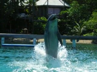 Cairo Sightseeing Tourse Dolphin Encounter