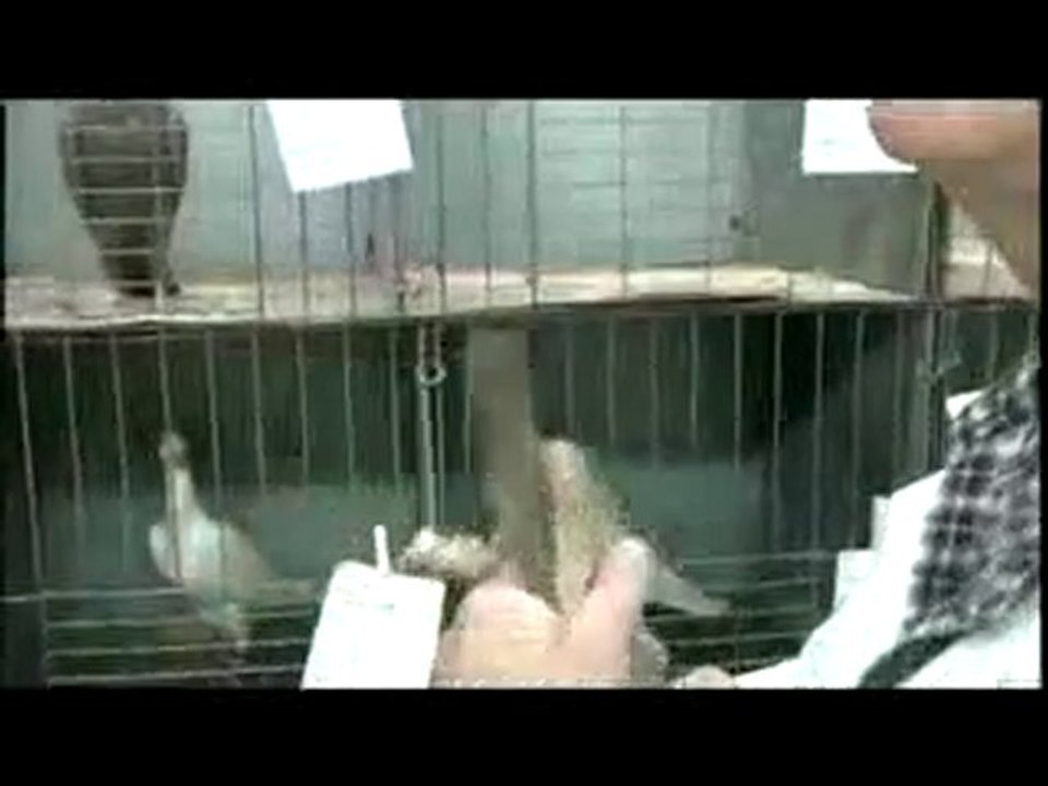 bağdadı güvercin festivali 2 www.guvercinrehberi.com