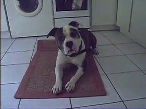 Chouchou déroule le tapis (clicker training)