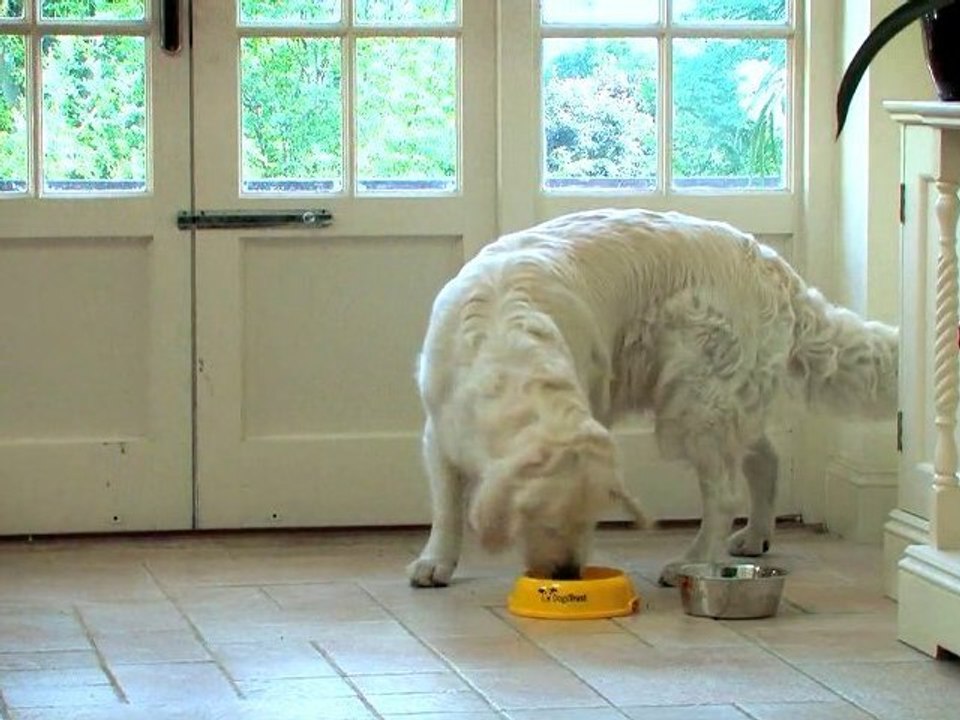 Dog Training Made Easy : That's mine!