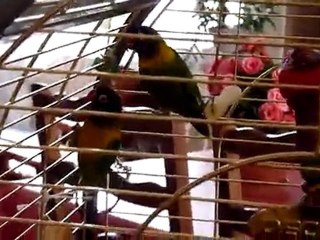 Les Cocos de Colette 1