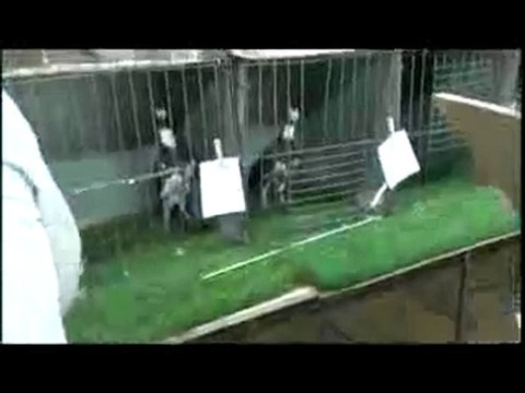 bağdadı güvercin festivali 3 guvercinrehberi.com