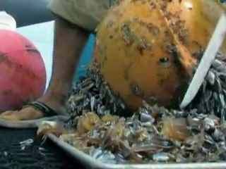 La malédiction du plastique part 1