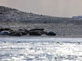 Les phoques gris 1