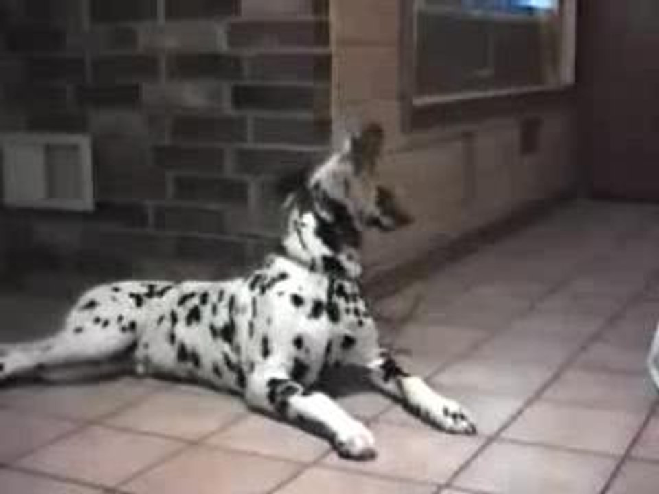 chiens qui parlent