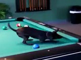 chihuahua joue au billard