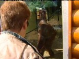 Britain's fatttest orang-utan put on strict diet