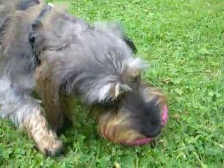 canelle la teckel en train de jouer