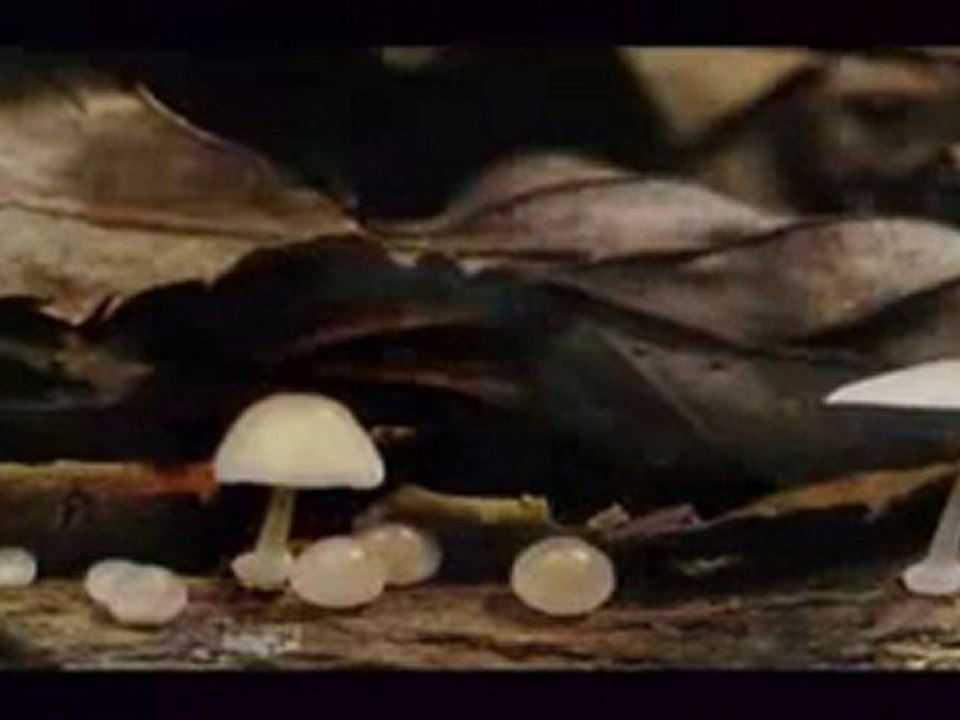 Champignons en accéléré