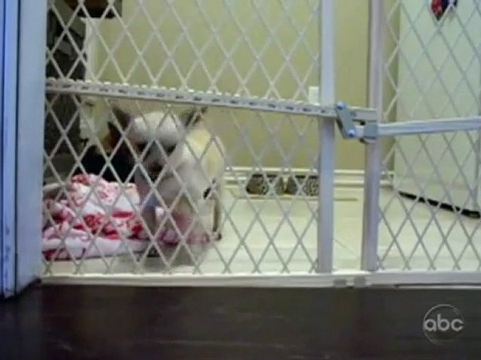 Le Chihuahua Prison Break (A Voir)