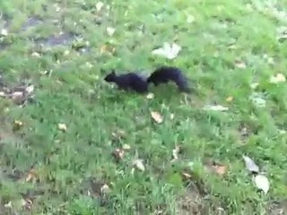 g harcèles les écureuils