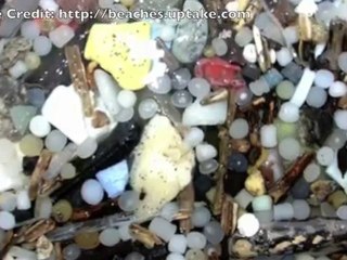 Sea Voices Interviews Kaleo Wassman of Pepper