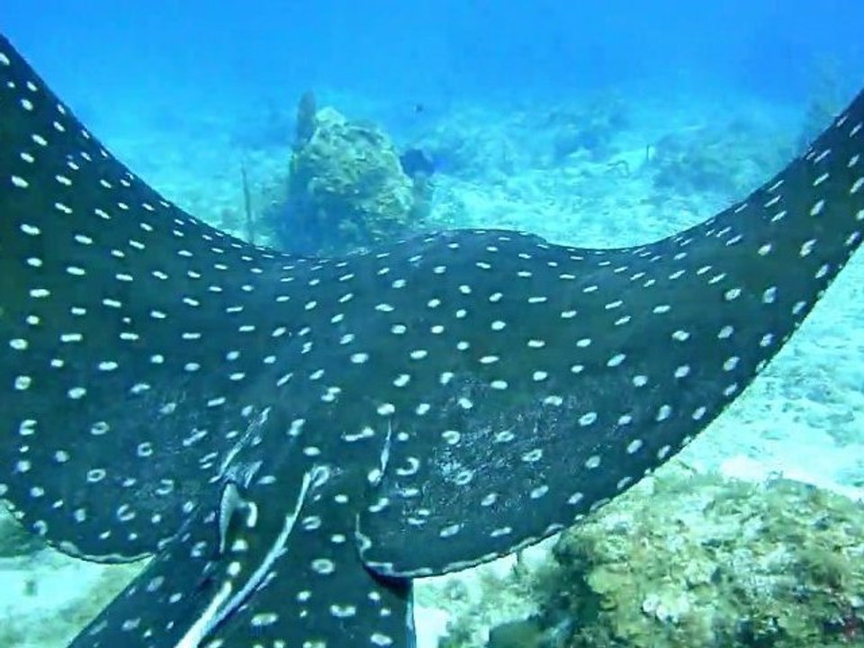 The Spotted Eagleray