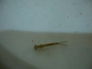 Sumptaki garip yaratıklar