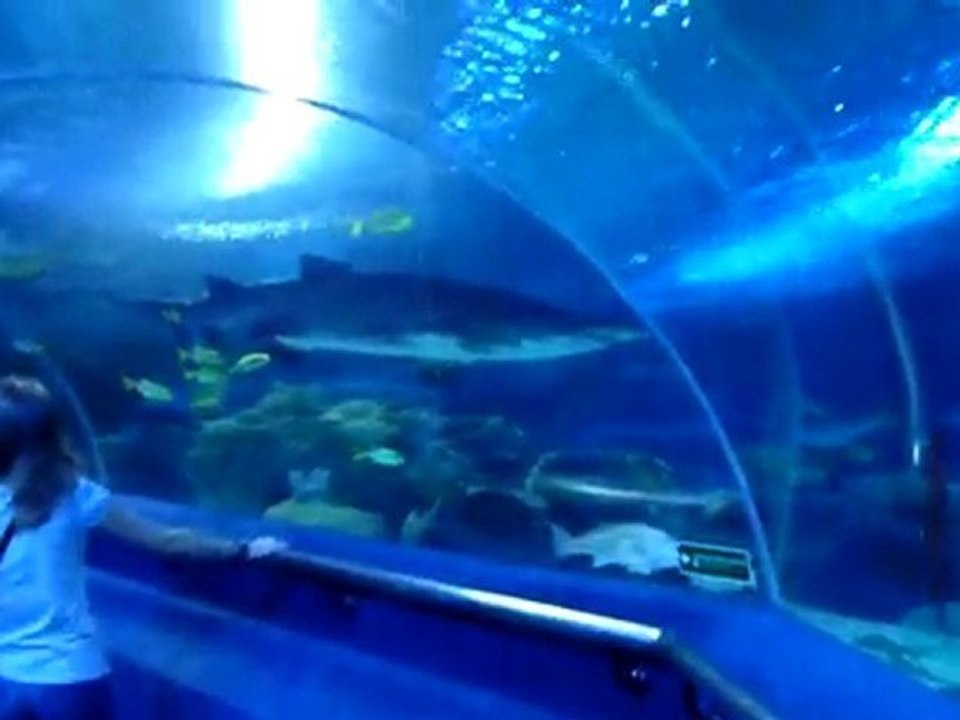 Sand Tiger Shark
