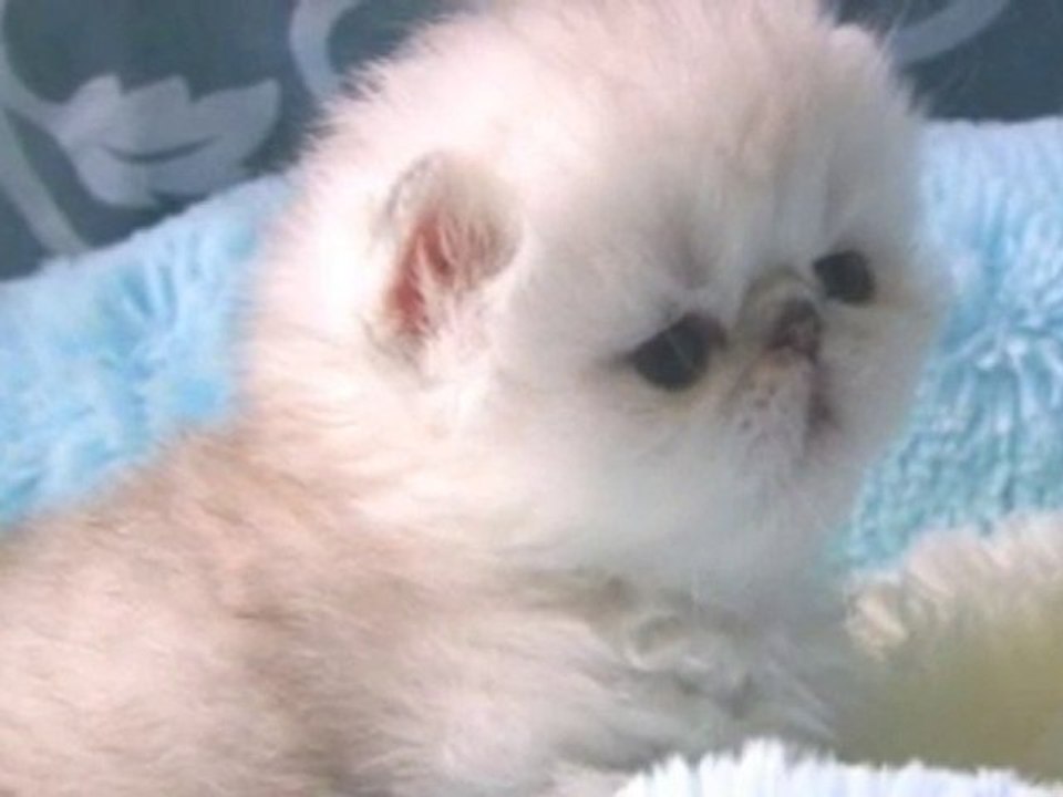 Brettachtal's Feng Shui, 1mois