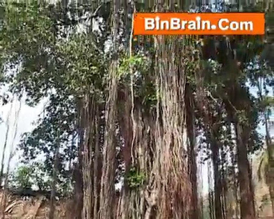 tree in Kanyakumari