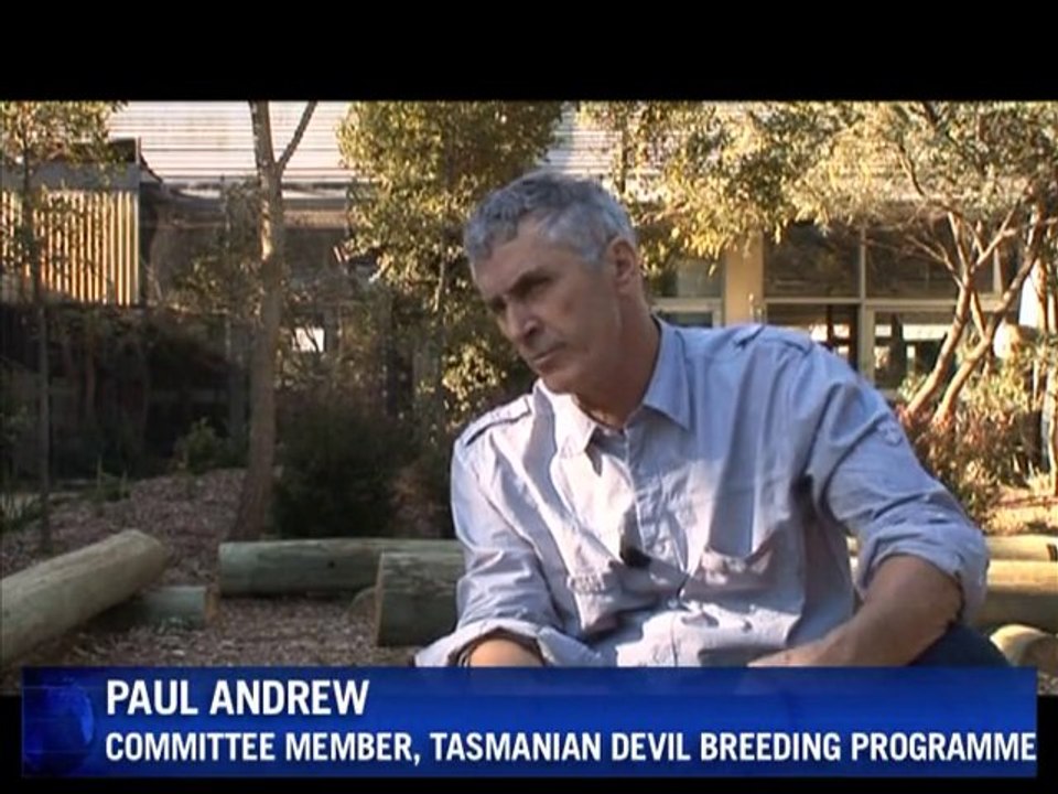 Fighting to save the Tasmanian Devil