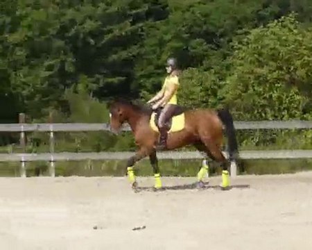 cours dressage fabrice