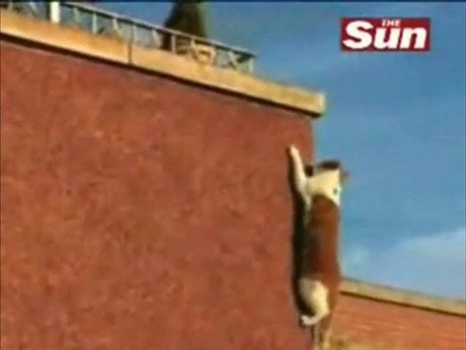 Cat parkour