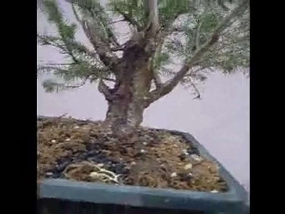 picea