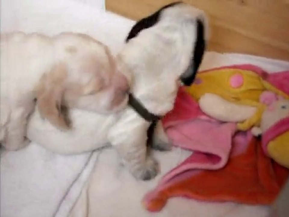 les bébés de vénus ont 12 jours, ils sont pleins de vie.....