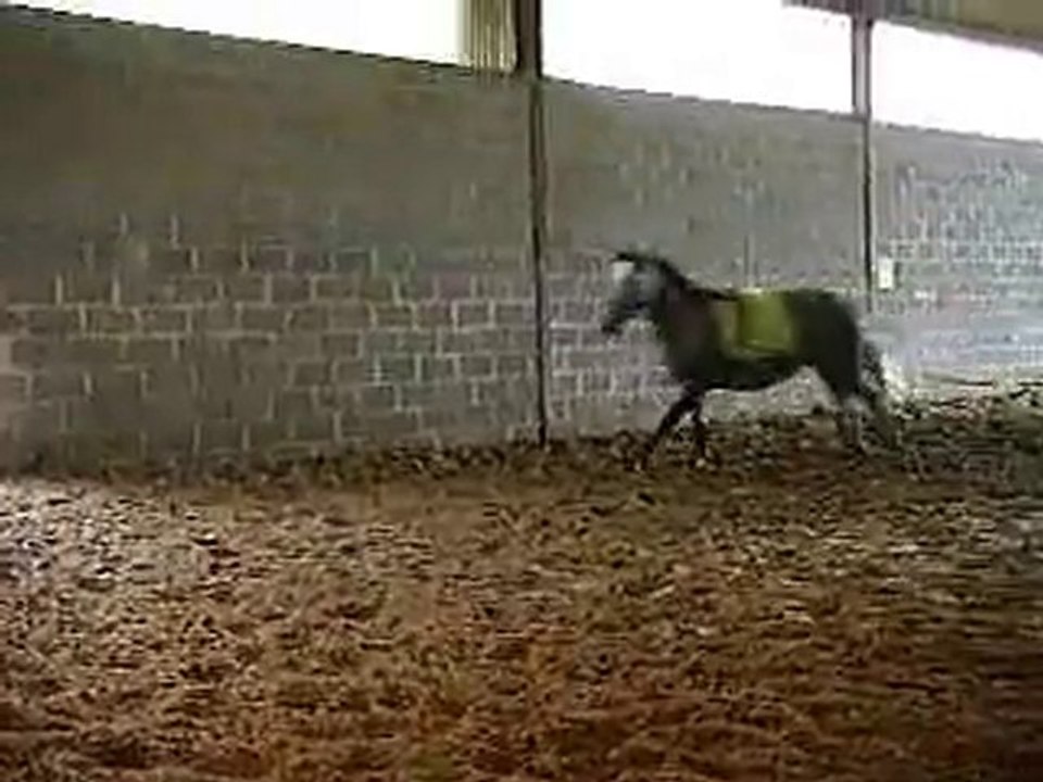 longe galop